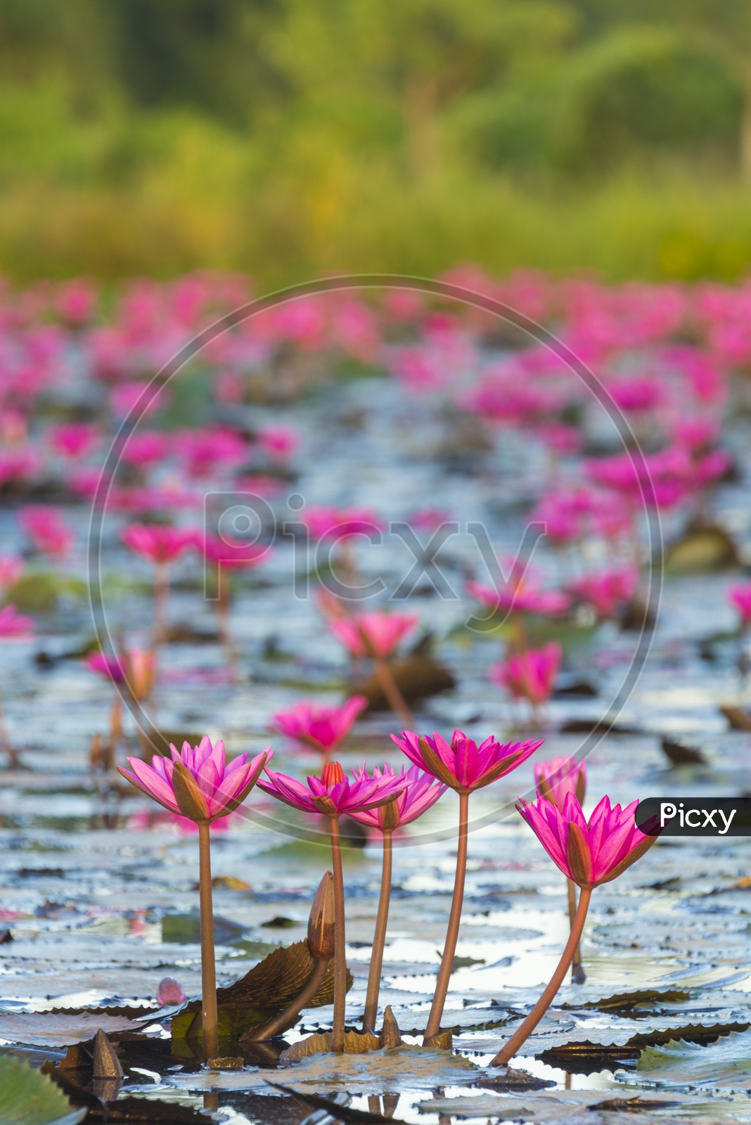 Lotus Lake With Pink Lotus Flowers at  Nakhonnayok  in Thailand