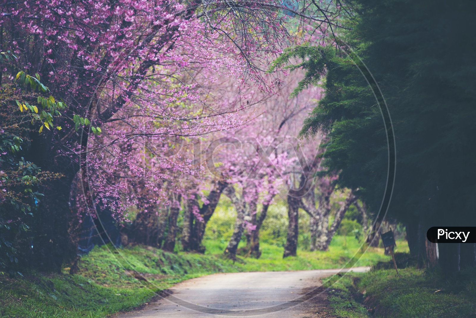 A path of peach Sakura cherry blossom trees, Chiang Mai, Thailand
