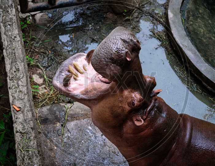 Hippopotamus Opening Mouth to eat