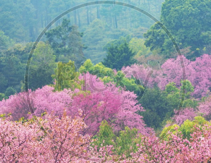 Deep tropical forest pink trees scene