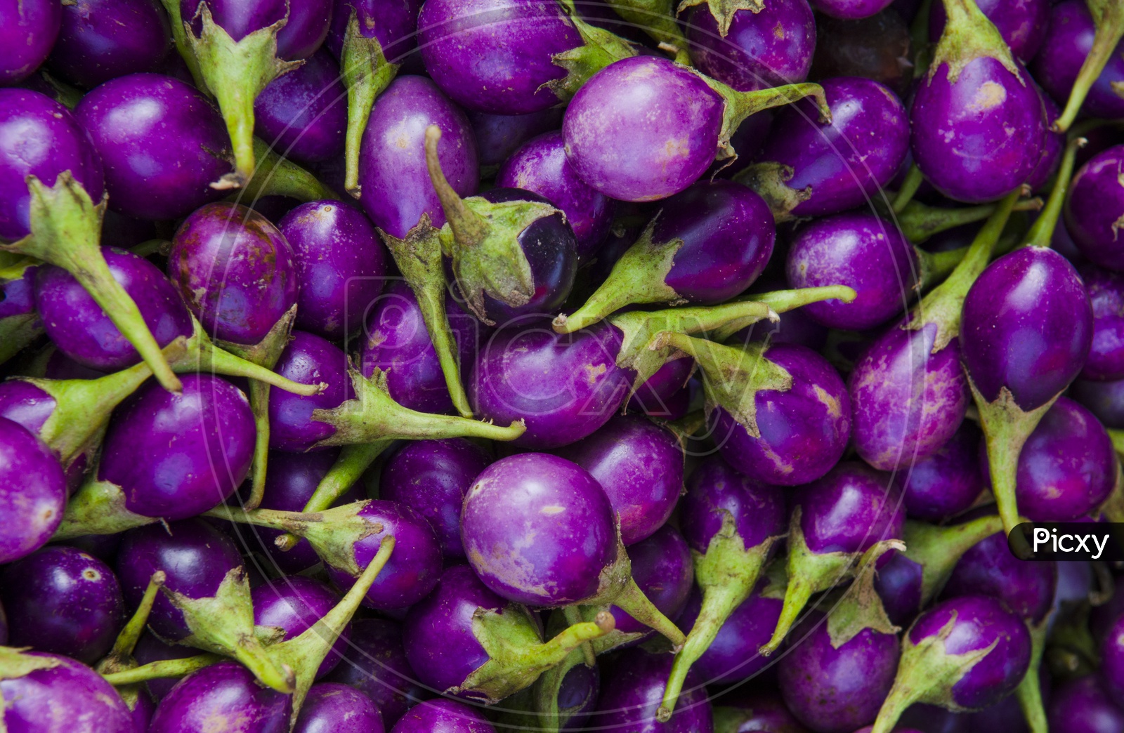 Eggplant Vegetables Closeup forming a Background