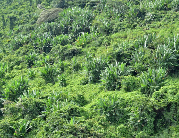 Top View Of Banana fields  With green long Leafs