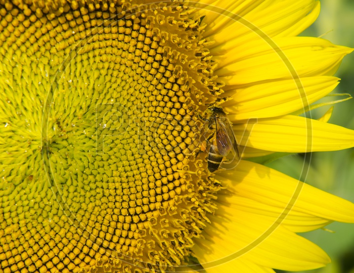 Sunflower with bee Patterns With Closeup