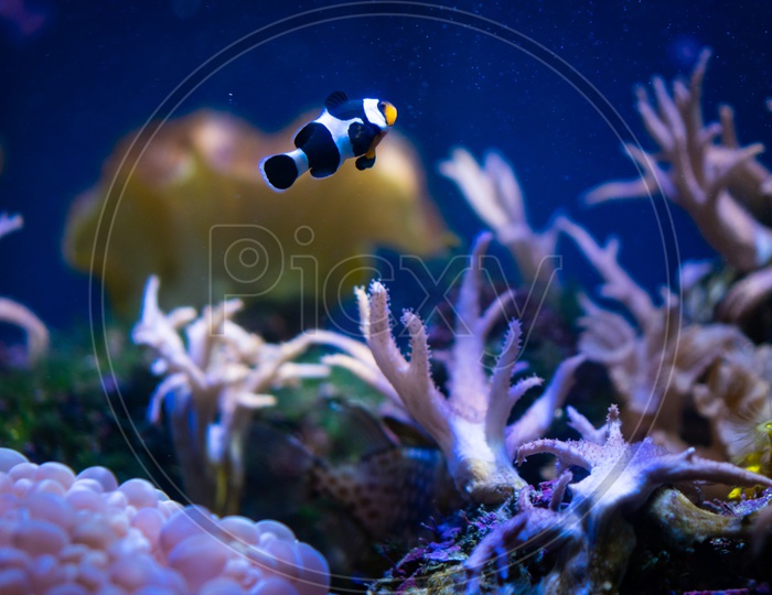 Nemo fish are swimming with beautiful corals.