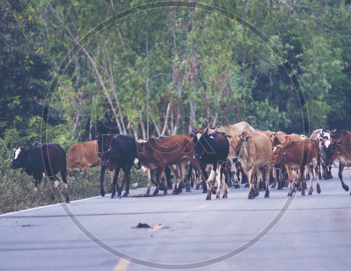 Stray cattle on the road