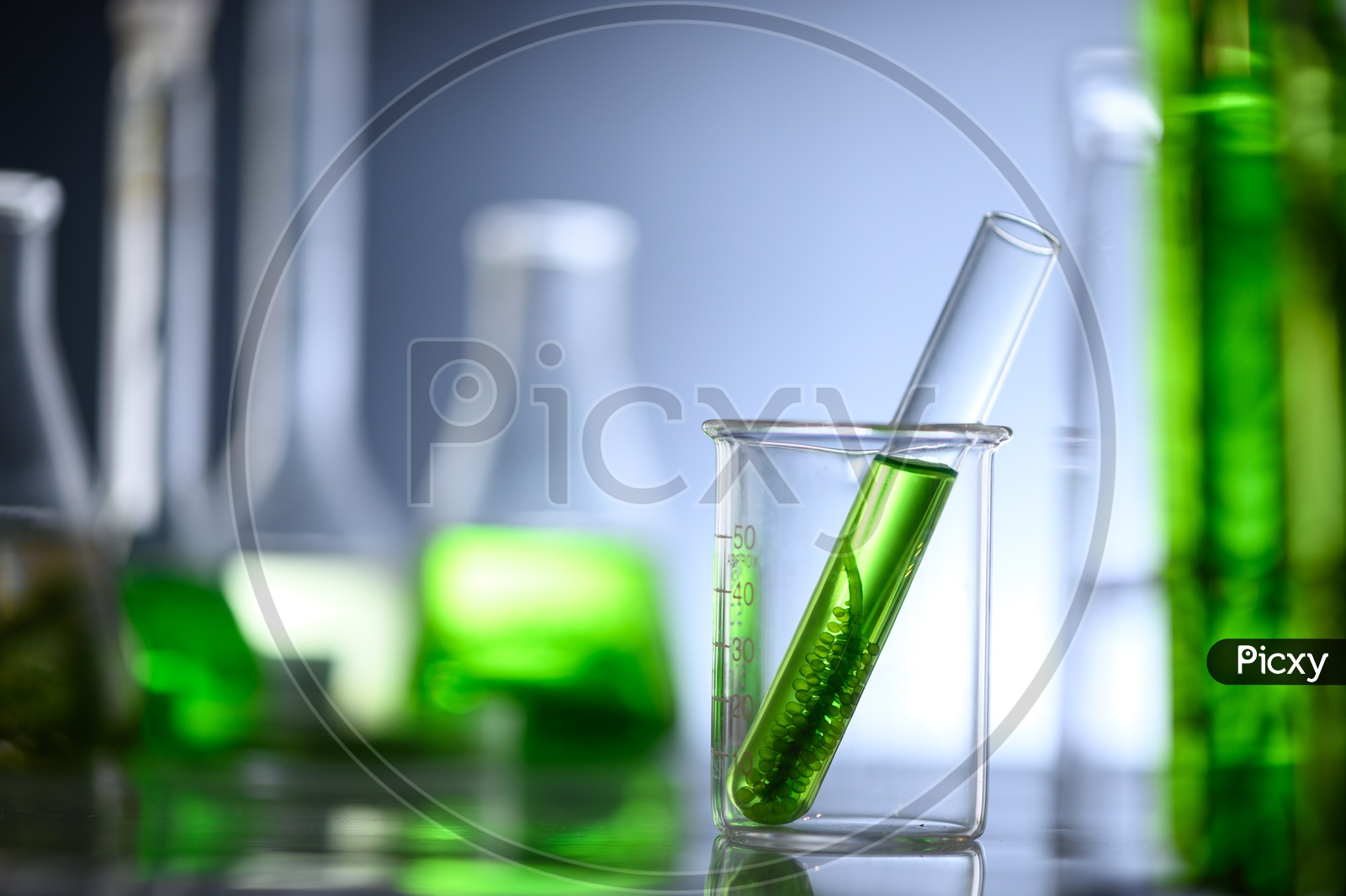 Close up of Algae biofuel in test tube and funnels in biotech laboratory, Photobioreactor algae fuel research in biofuel industrial laboratories