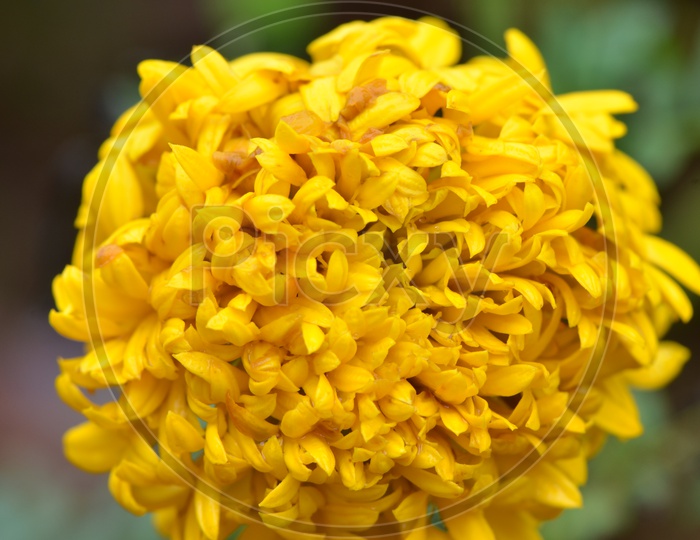 Marigold Flower Blooming Closeup on plant in a Harvesting Field