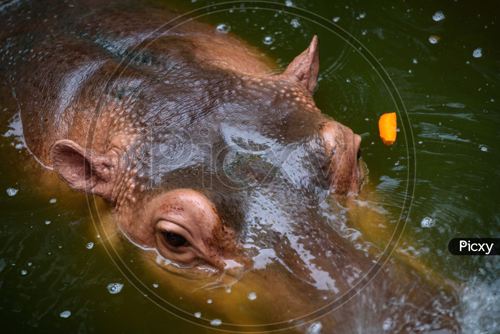 Hippopotamus Put head Outside From Lake Water Closeup