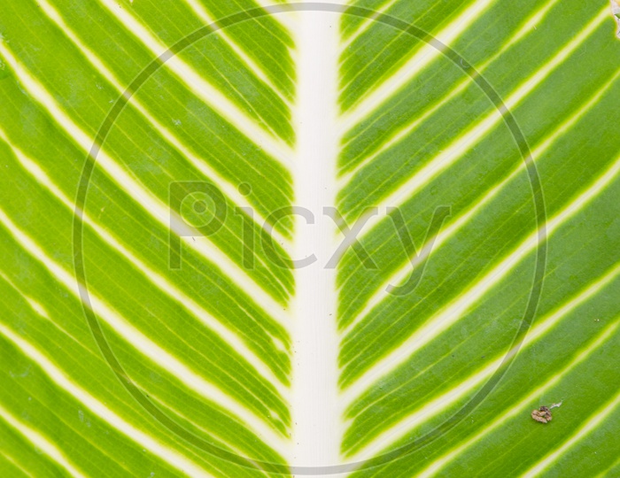 Closeup Texture of a green leaf  With Patterns Forming a background