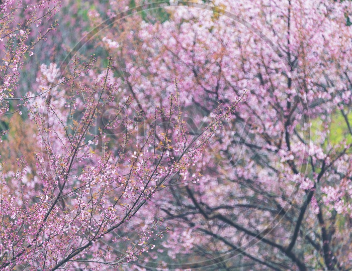 Close up of beautiful pink Sakura cherry blossom, Chiang Mai, Thailand