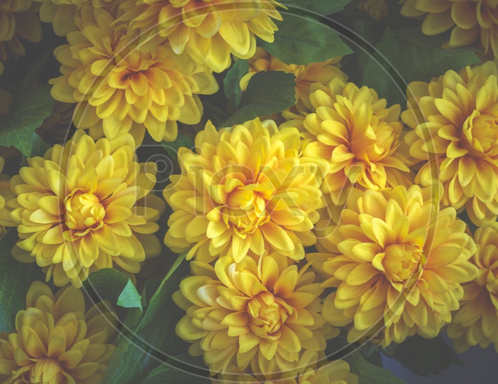 Beautiful Yellow flowers set, vintage filter image
