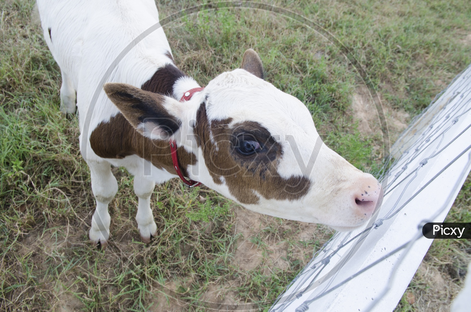 Calf Or Baby Cow