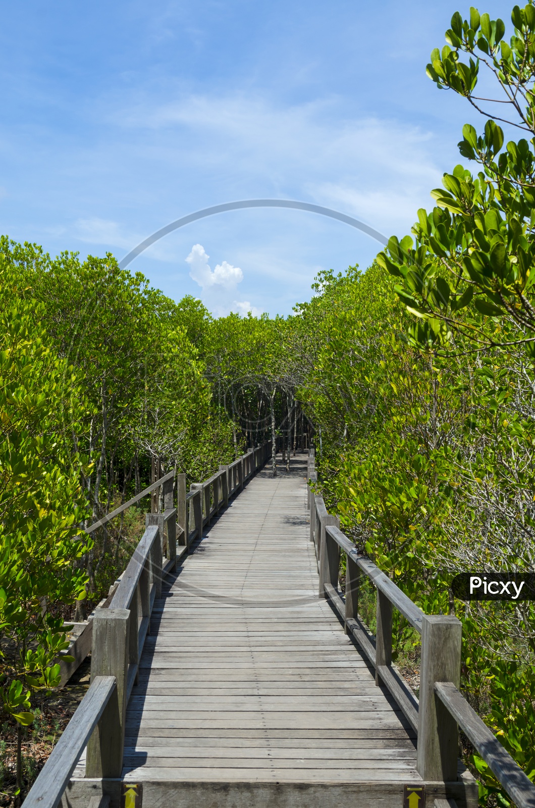 Wooden bridges With Pathways in Mangrove Forest