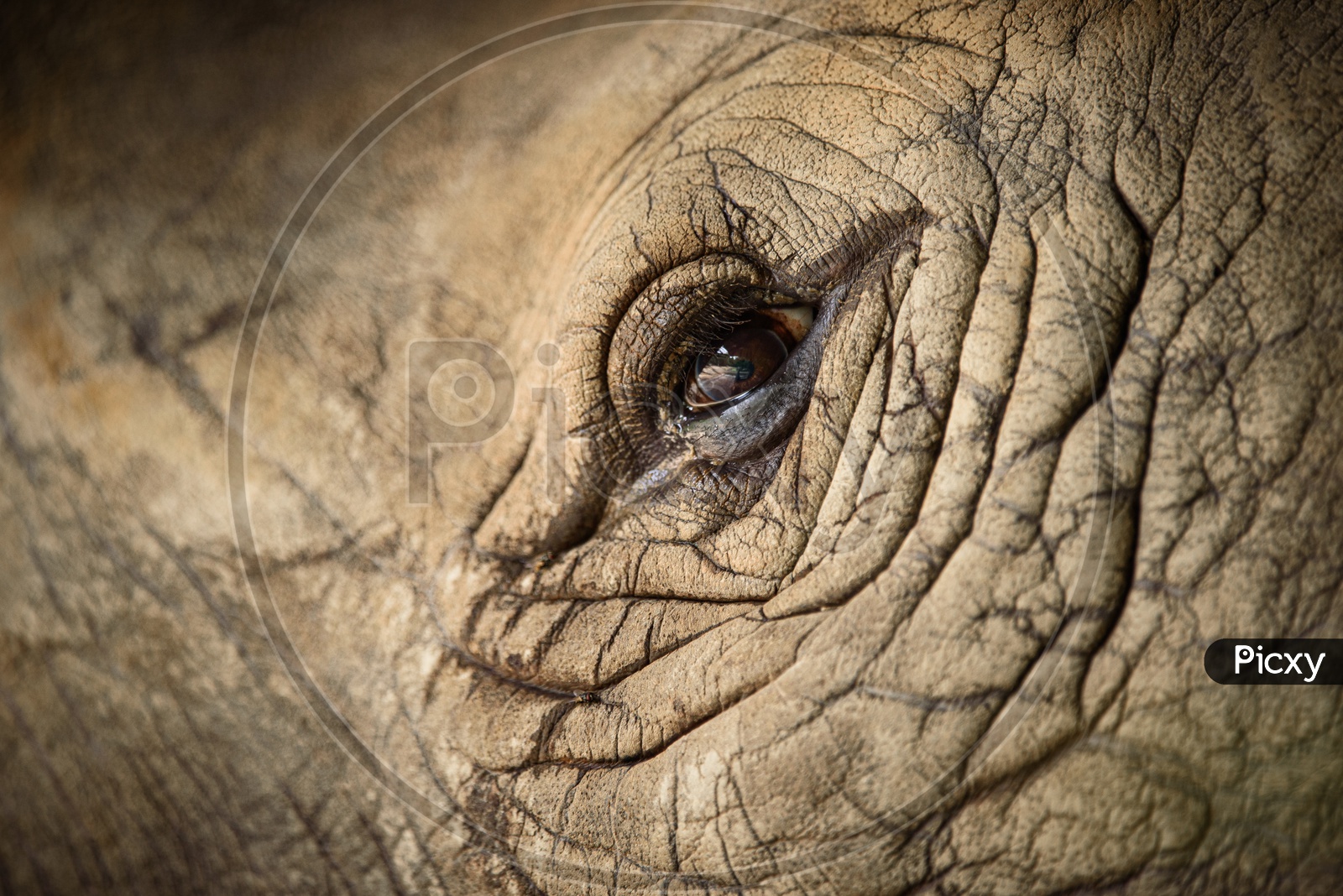 Closeup Of Rhinoceros Eye