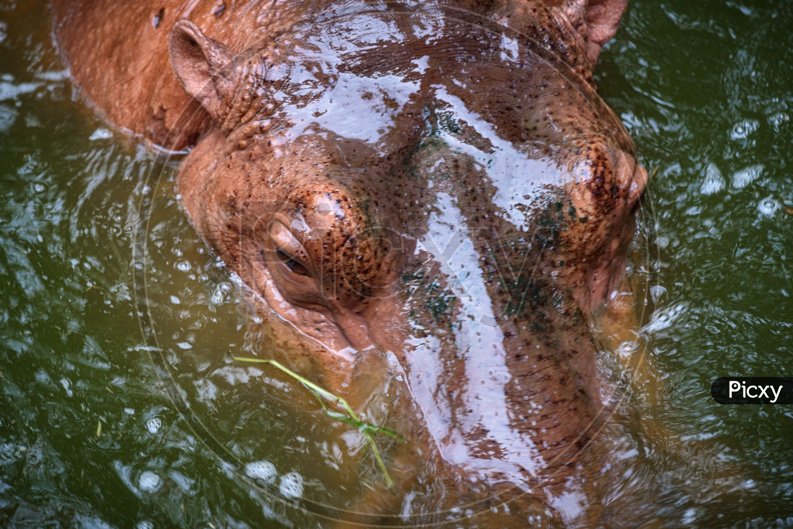 Hippopotamus Living In Water Lake