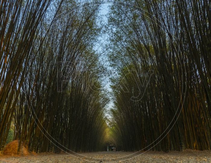 Pathways With Bamboo Trees On Both Sides