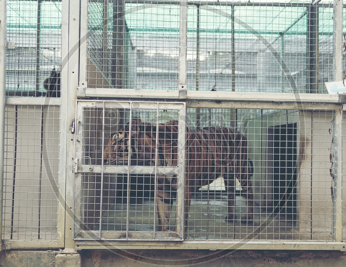 Tiger Or Wild Cat In Cage At a Zoo