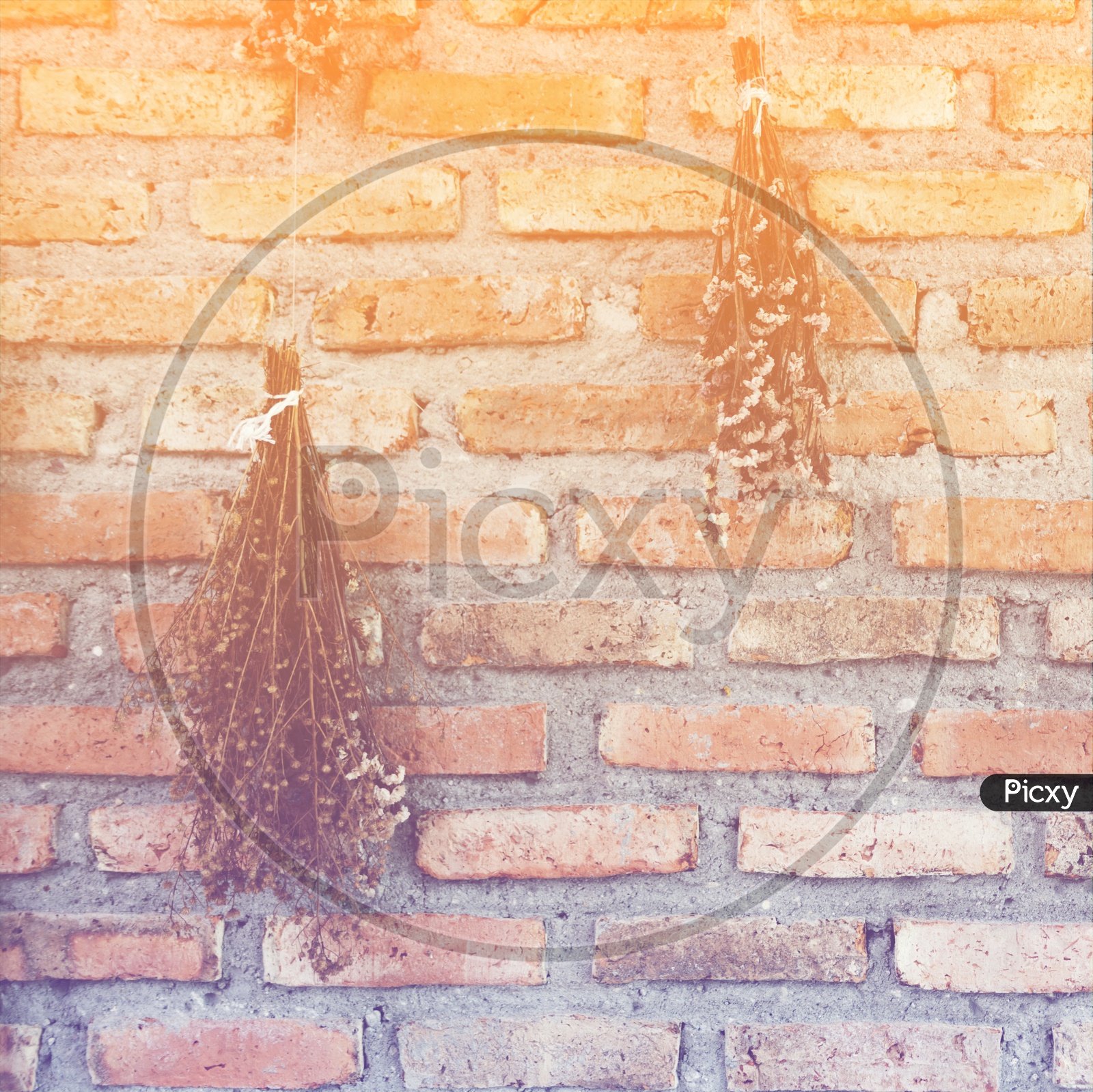 Dry flowers on brick wall, vintage filter image