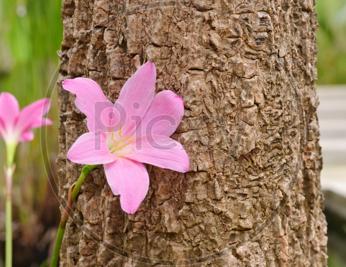 Beautiful Wild Pink Lily Flower With tree Bark In Background