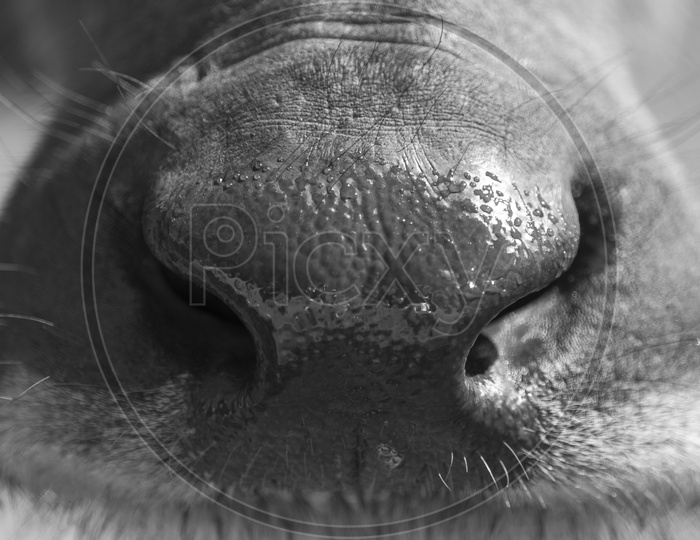 Buffalo Nose Closeup With Details