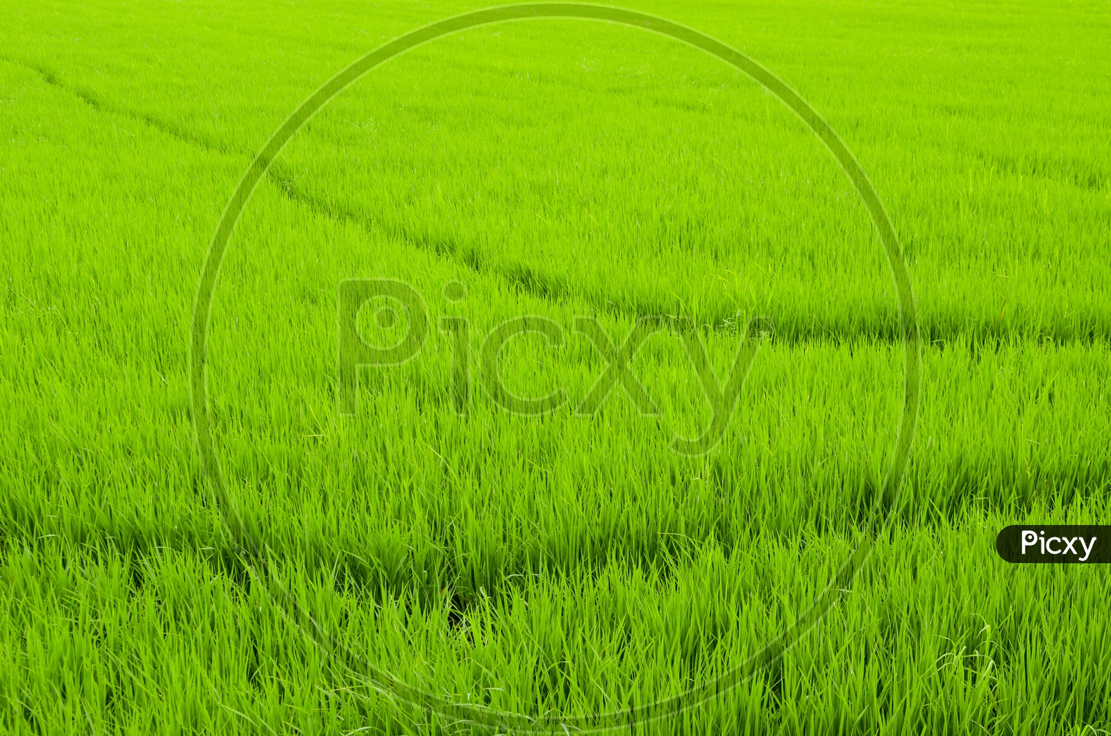 Green Paddy Field or Spikelets in Agricultural Fields