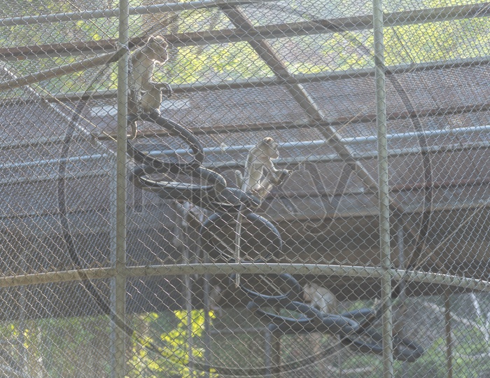 Monkeys In a Cage at Zoo