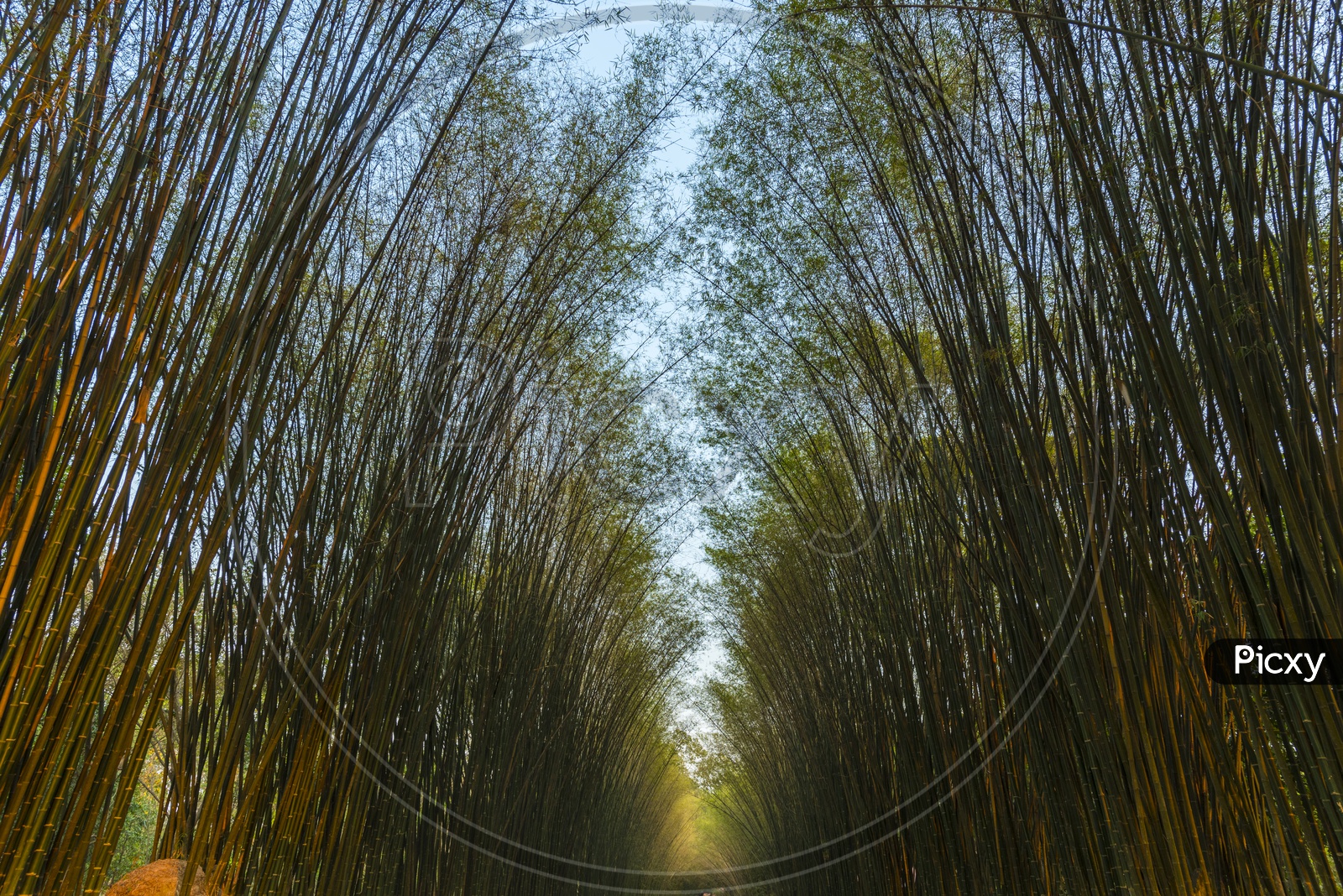 Bamboo Trees And Pathways in tropical Forests