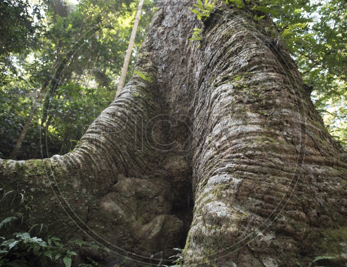 Huge tree trunk