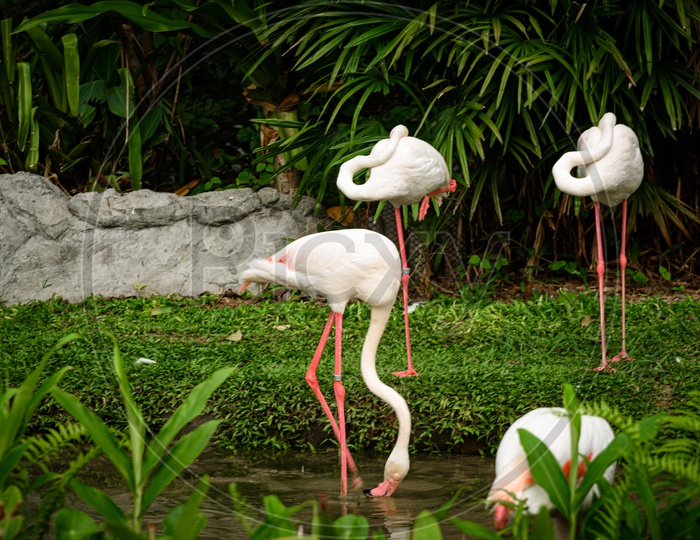 The Greater Flamingo Or Pink Flamingos in  Nature With Their beak In Water