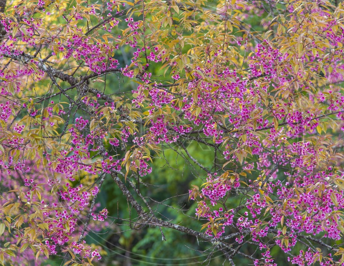 Pink colorful flowers tree in wild forest