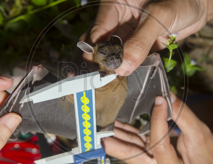 Bat in hand of researcher measuring Body Dimensions Using Capiller Scale