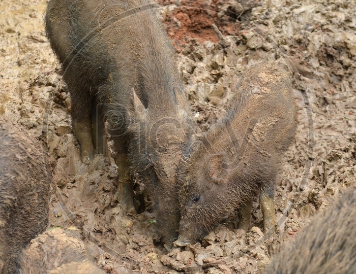 Mother Pig With Piglet Lying In Mud