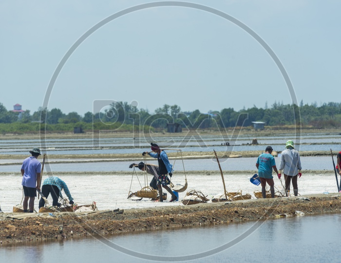 Workers In Salt Farms Harvesting Sea Salt