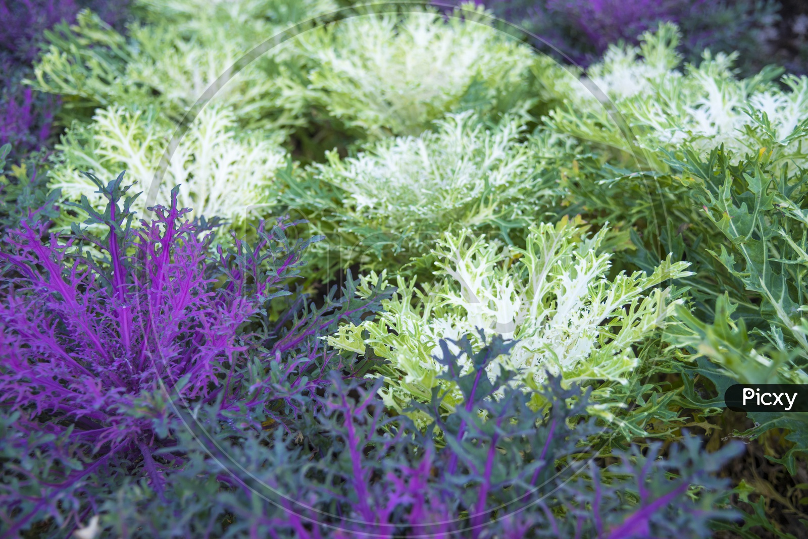 Close up of Purple and while colorful cabbage in a garden