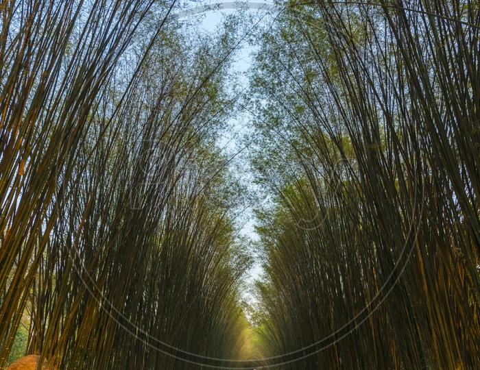 Bamboo Trees And Pathways in tropical Forests