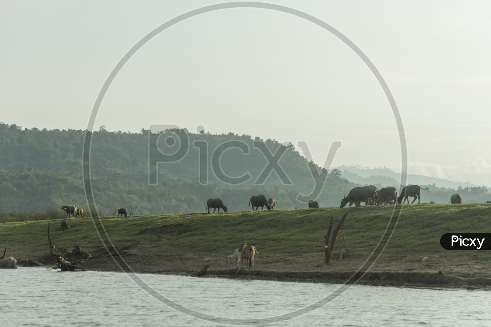 cattle and buffalo farm field, Thailand