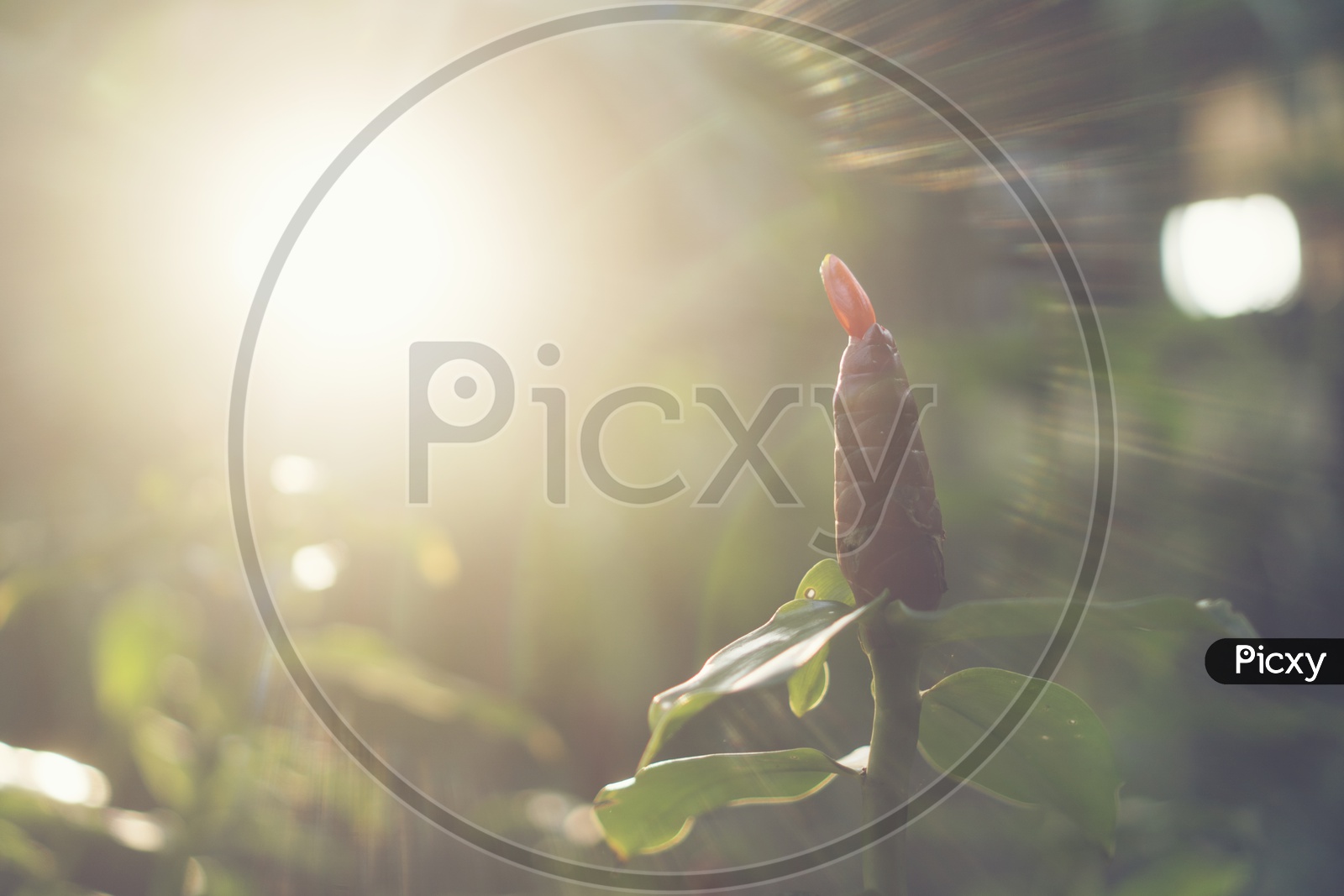 Plant With Flower Bud Over Luminous Sunlight Background