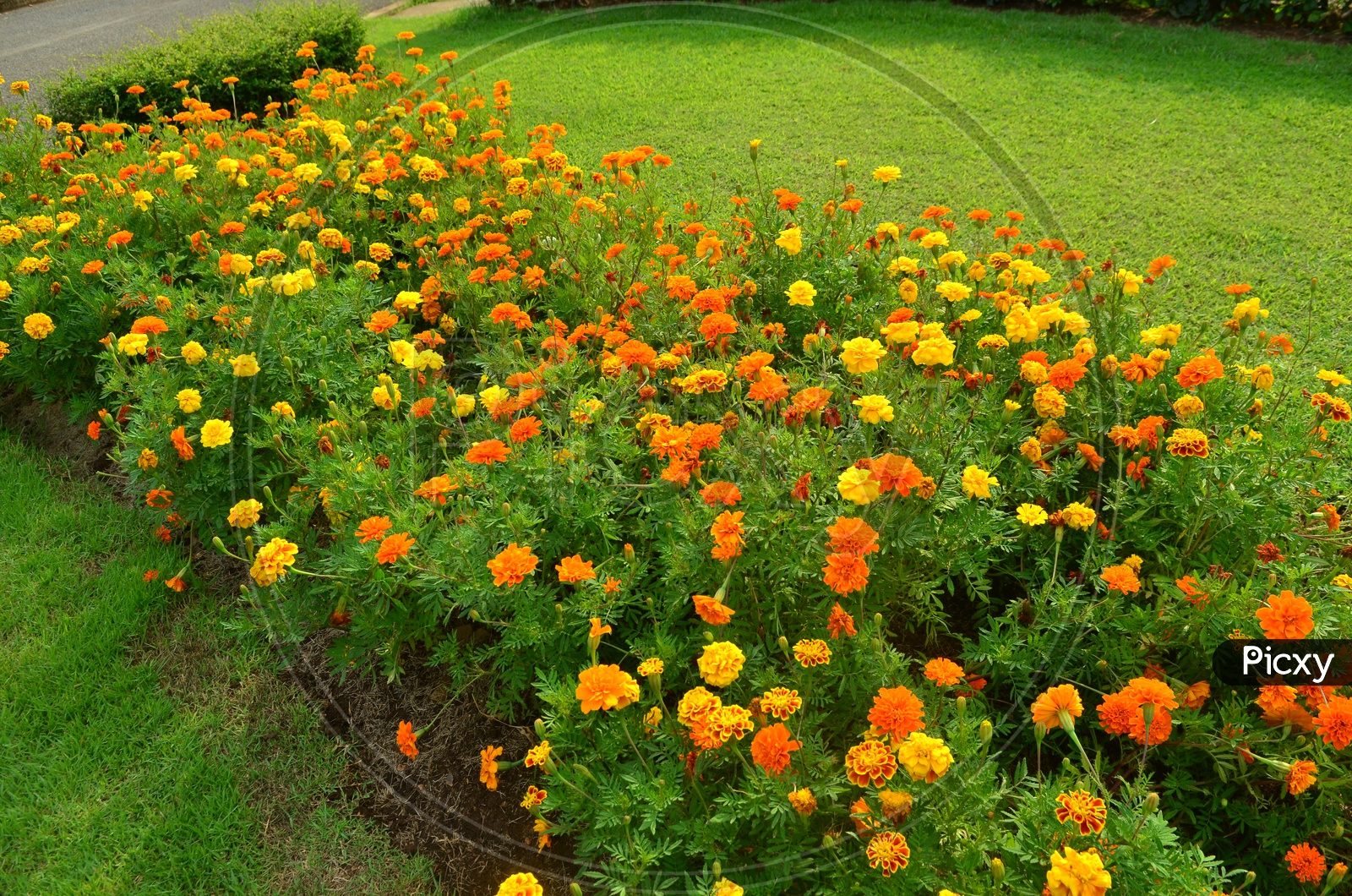 Marigold Flowers on Plants  in a Garden