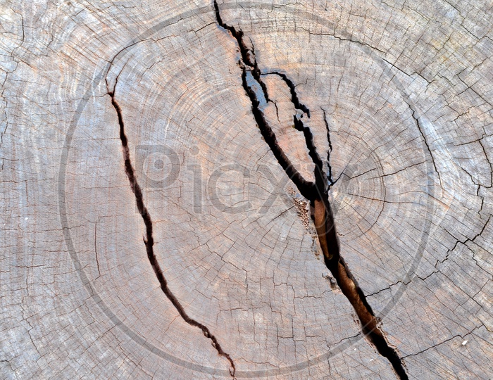 Texture Of  Crack On a Wood Cut Section Closeup Forming a Background