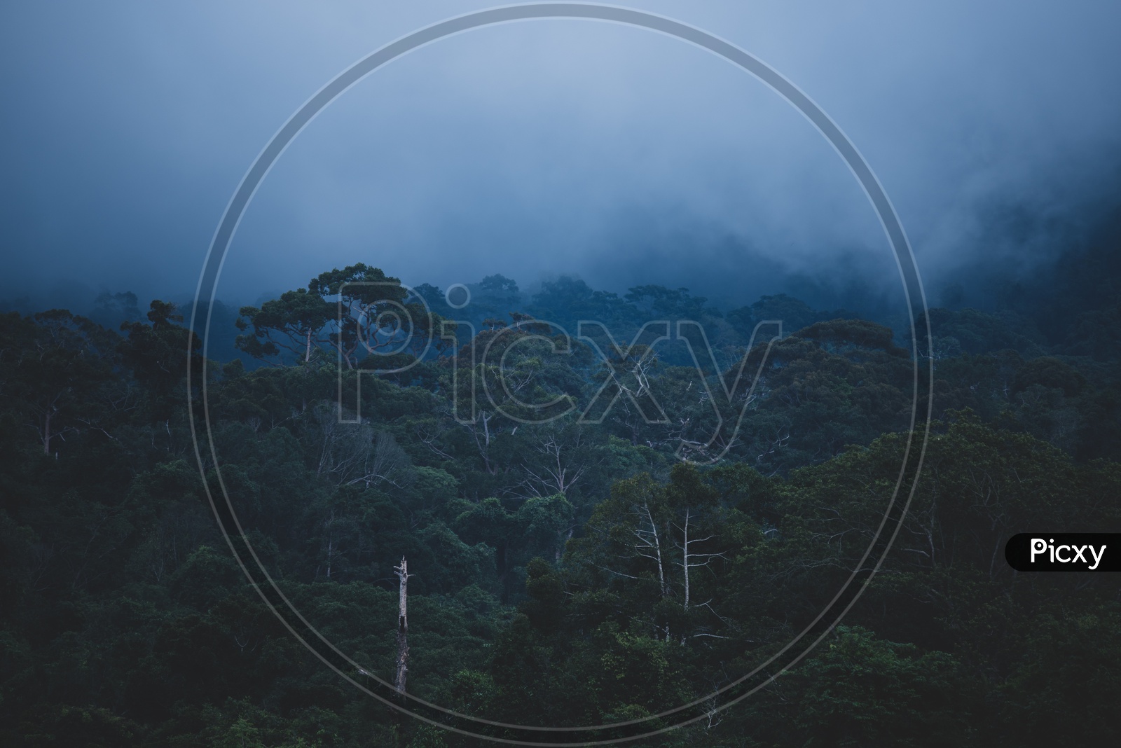 view of tropical forest in Khao Yai National Park, Thailand