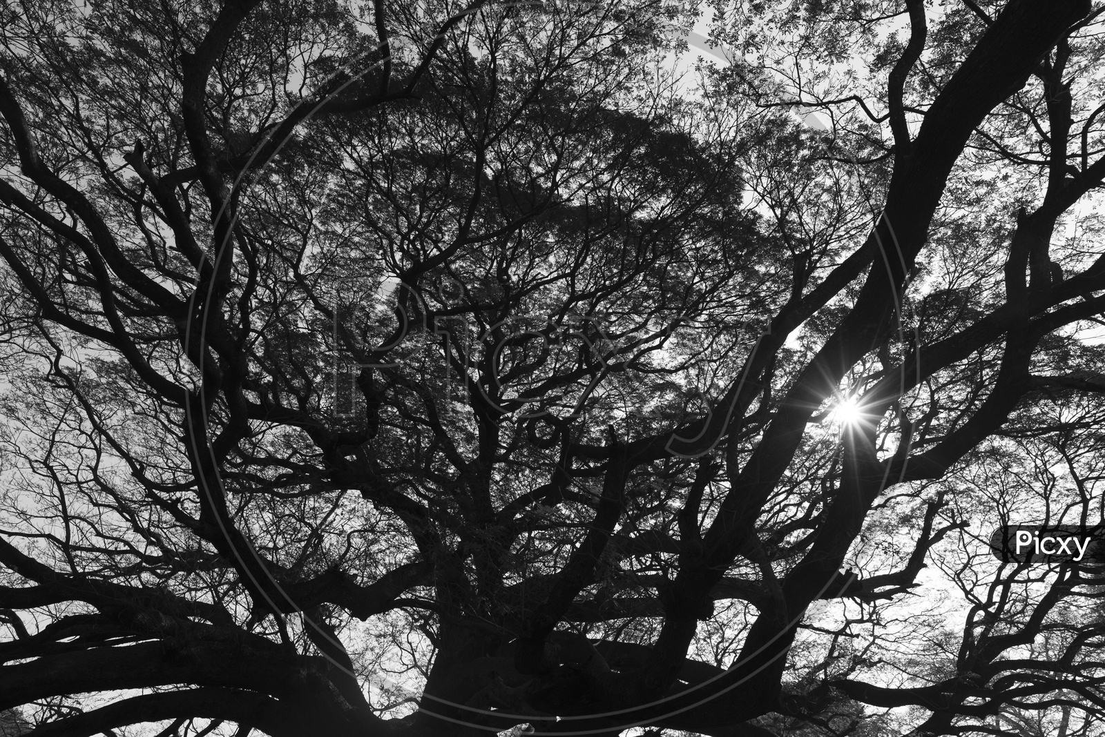 branch of big tree, black and white