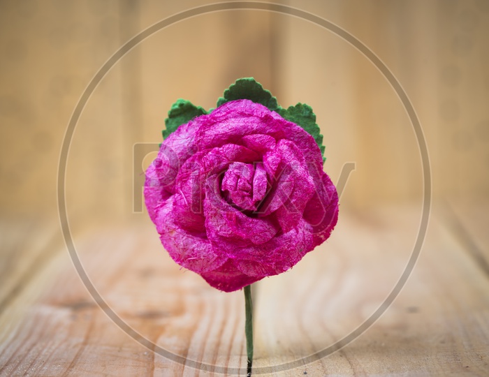 Rose Flower Closeup on Wooden Background