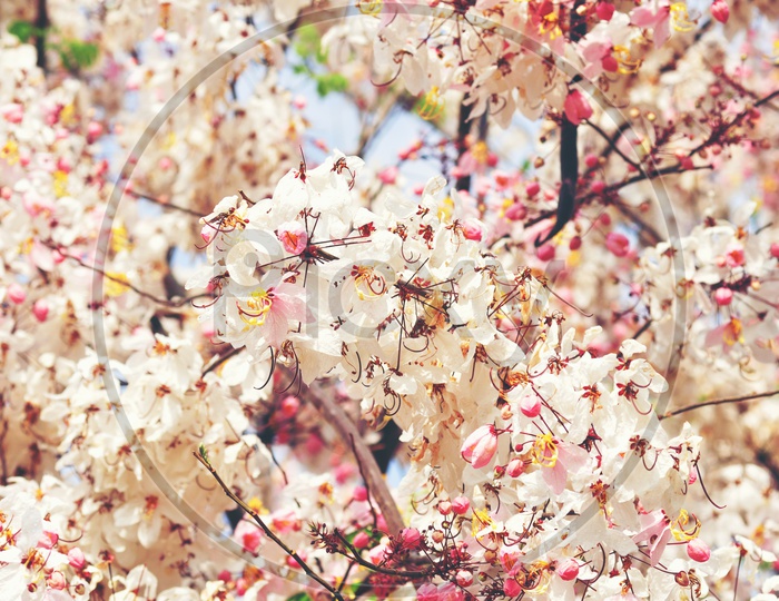 Cherry Blossom Flowers of Genus Prunus  Commonly Called as Sakura Flowers