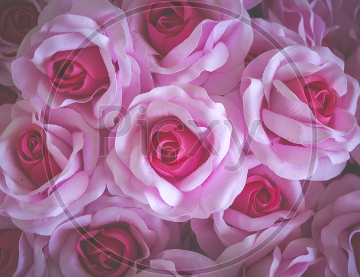 Close up of red and pink rose flowers background, Vintage filter image