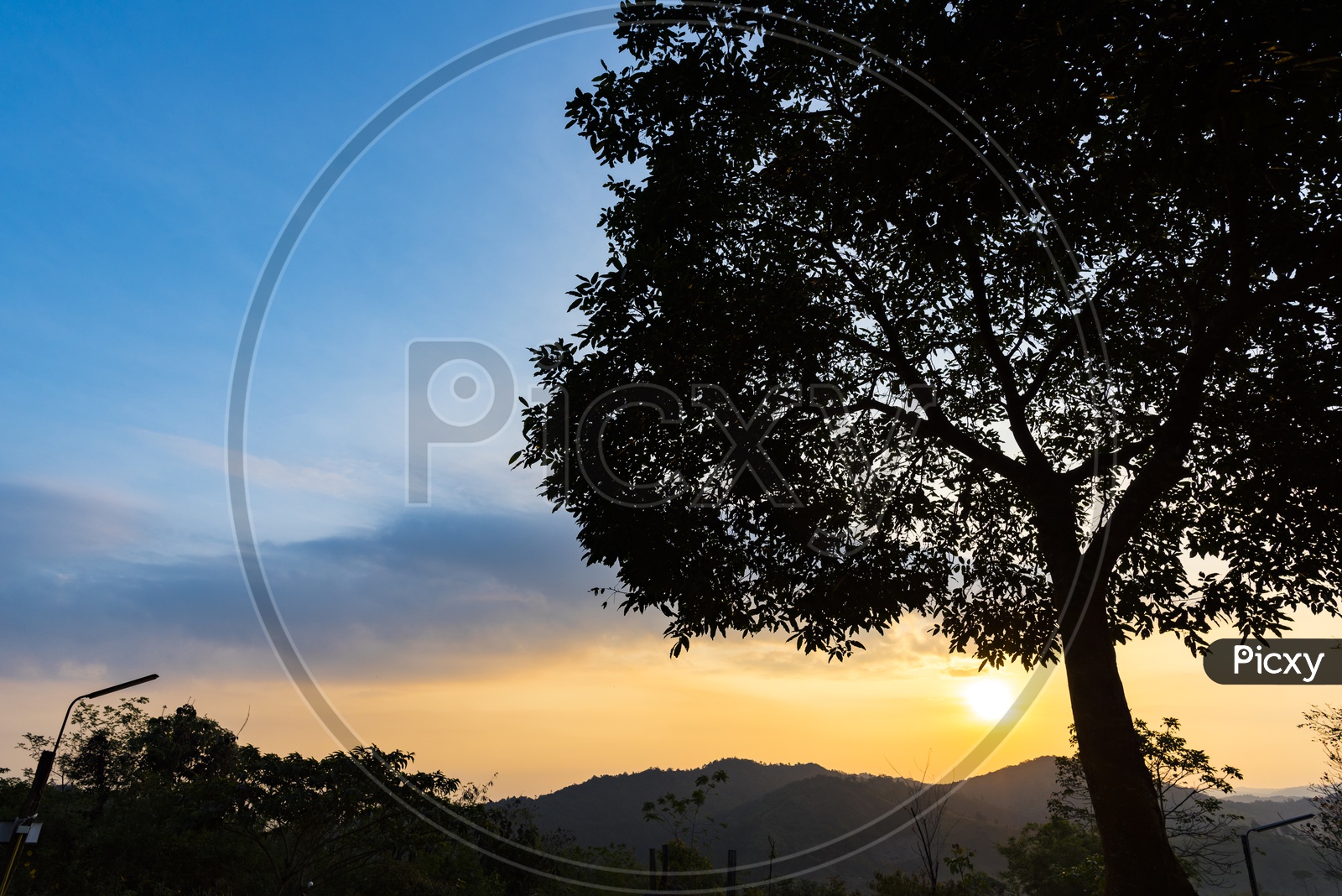 Silhouette Of Tree over Blue Hour Sky in Background
