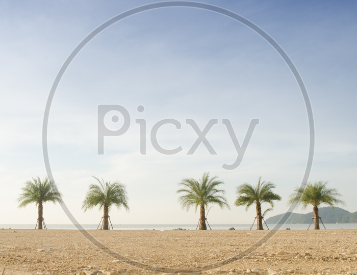 Palm Trees In a Beach Forming a Background