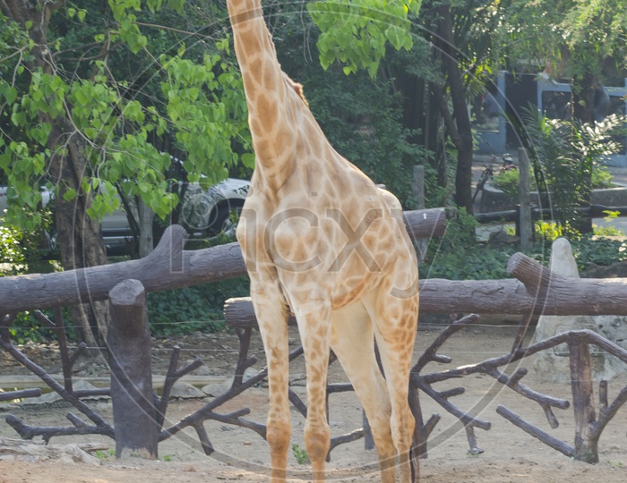 giraffe in a Zoo