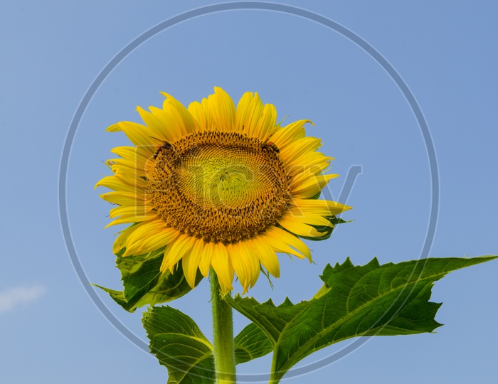Honey Bee On Sunflower Closeup