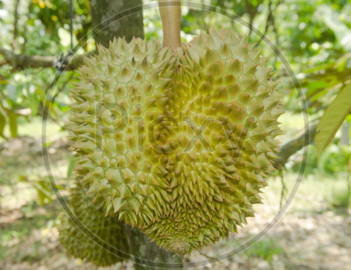Closeup Of Fresh durian  Fruit Growing on its tree in orchard