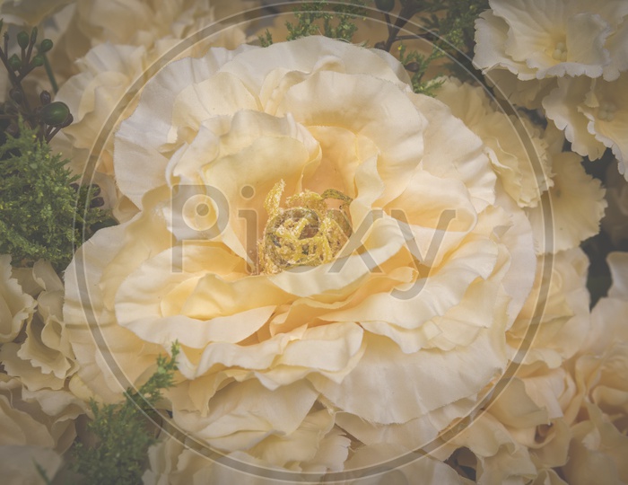 Close up of light orange rose flowers background, Vintage filter image